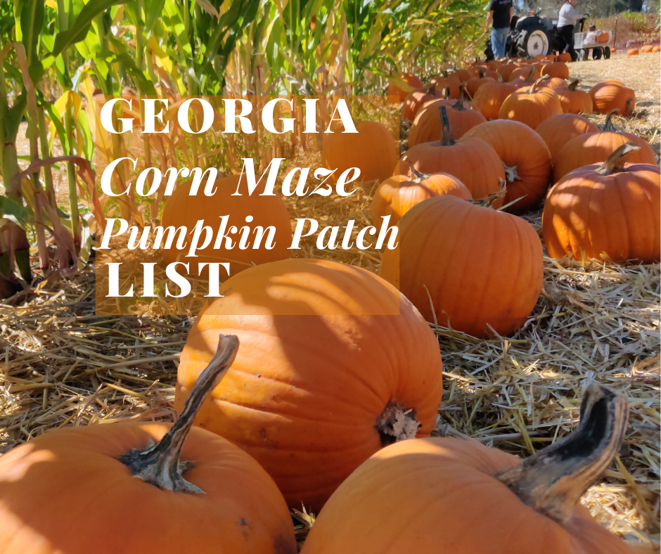 A pumpkin patch next to a corn field